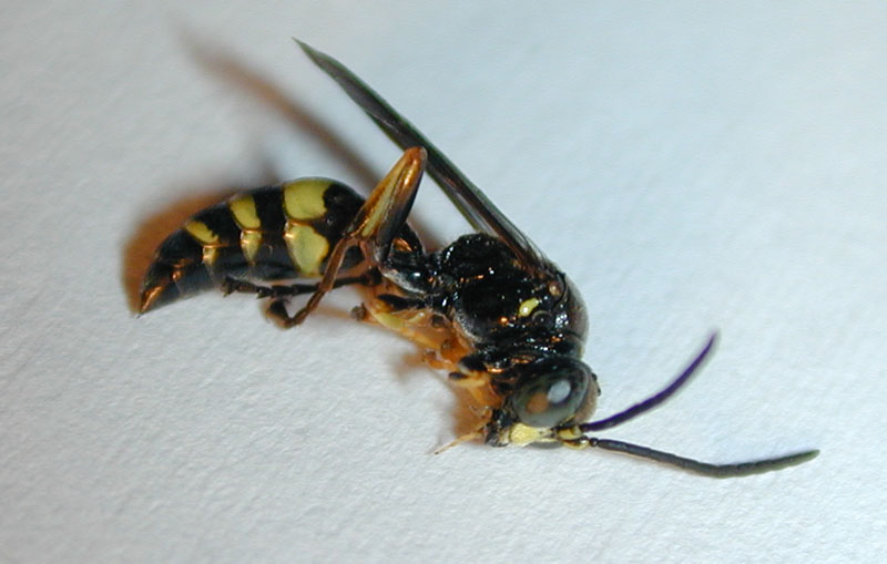 Gorytes sp. (Crabronidae)